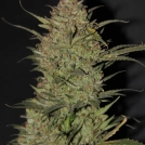 Original Auto OG Kush Cannabisblüte – gewachsen aus Automatic Hanfsamen von FastBuds Seeds