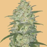 Original Auto White Widow Cannabisblüte – gewachsen aus Automatic Hanfsamen von FastBuds Seeds