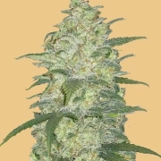 Original Auto White Widow Cannabisblüte – gewachsen aus Automatic Hanfsamen von FastBuds Seeds