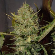 Pineapple Express Auto Cannabisblüte – gewachsen aus Automatic Hanfsamen von FastBuds Seeds