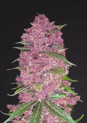 Purple Lemonade Cannabisblüte – gewachsen aus Automatic Hanfsamen von FastBuds Seeds