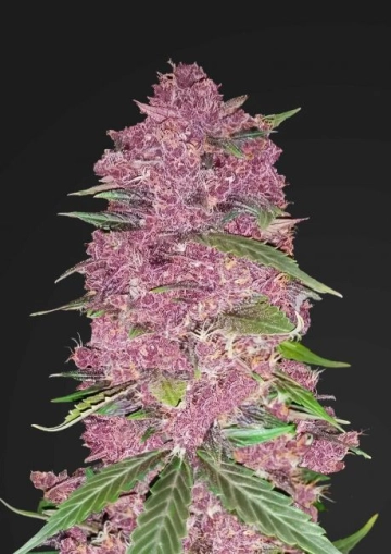 Purple Lemonade Cannabisblüte – gewachsen aus Automatic Hanfsamen von FastBuds Seeds