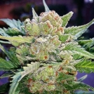 Rhino Ryder Auto Cannabisblüte – gewachsen aus Automatic Hanfsamen von FastBuds Seeds