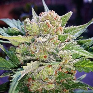Rhino Ryder Auto Cannabisblüte – gewachsen aus Automatic Hanfsamen von FastBuds Seeds