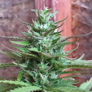 Six Shooter Auto Cannabis Blüte - gewachsen aus Automatic Hanfsamen für den Anbau
