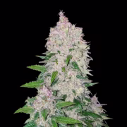 Stardawg Auto Cannabisblüte – gewachsen aus Automatic Hanfsamen von FastBuds Seeds