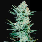 Tangie-Matic Cannabisblüte – gewachsen aus Automatic Hanfsamen von FastBuds Seeds