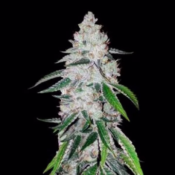 West Coast OG Auto Cannabisblüte – gewachsen aus Automatic Hanfsamen von FastBuds Seeds