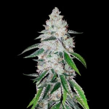 West Coast OG Auto Cannabisblüte – gewachsen aus Automatic Hanfsamen von FastBuds Seeds