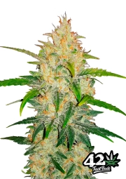 Zkittlez Auto Cannabisblüte – gewachsen aus Feminisierte Hanfsamen von FastBuds Seeds