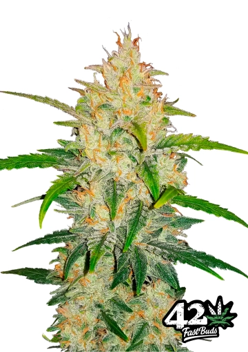 Zkittlez Auto Cannabisblüte – gewachsen aus Feminisierte Hanfsamen von FastBuds Seeds