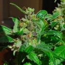Black Sugar Cannabisblüte – gewachsen aus Feminisierte Hanfsamen von Female Seeds