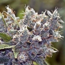 BubbleGummer Cannabisblüte – gewachsen aus Feminisierte Hanfsamen von Female Seeds