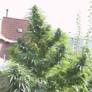 Easy Sativa Cannabis Blüte - gewachsen aus Feminisierte Hanfsamen für den Anbau