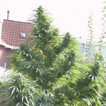 Easy Sativa Cannabisblüte – gewachsen aus Feminisierte Hanfsamen von Female Seeds