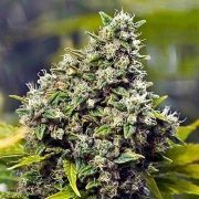 Grapefruit Cannabisblüte – gewachsen aus Automatic Hanfsamen von Female Seeds