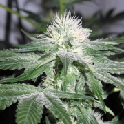 Ice Cannabisblüte – gewachsen aus Feminisierte Hanfsamen von Female Seeds