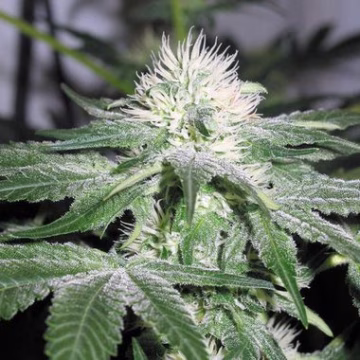 Ice Cannabisblüte – gewachsen aus Feminisierte Hanfsamen von Female Seeds