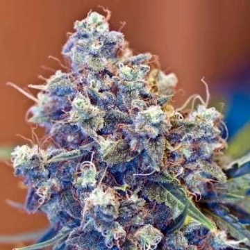 Iced Grapefruit Cannabisblüte – gewachsen aus Feminisierte Hanfsamen von Female Seeds