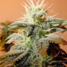 Indoor Mix Cannabisblüte – gewachsen aus Feminisierte Hanfsamen von Female Seeds