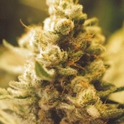 Lemon Kush Cannabisblüte – gewachsen aus Feminisierte Hanfsamen von Female Seeds