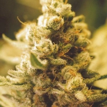 Lemon Kush Cannabisblüte – gewachsen aus Feminisierte Hanfsamen von Female Seeds