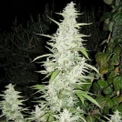 Maroc Cannabisblüte – gewachsen aus Feminisierte Hanfsamen von Female Seeds