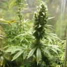 Neville's Haze Hybrid Cannabisblüte – gewachsen aus Feminisierte Hanfsamen von Female Seeds