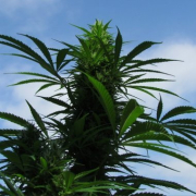 Outdoor C99  Cannabis Blüte - gewachsen aus Feminisierte Hanfsamen für den Anbau