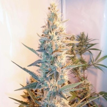 Outdoor Grapefruit Cannabisblüte – gewachsen aus Feminisierte Hanfsamen von Female Seeds