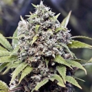 Pure AK Cannabisblüte – gewachsen aus Feminisierte Hanfsamen von Female Seeds