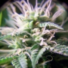 Purple Maroc Cannabisblüte – gewachsen aus Feminisierte Hanfsamen von Female Seeds