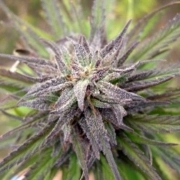 Purple Power Cannabisblüte – gewachsen aus Feminisierte Hanfsamen von Female Seeds
