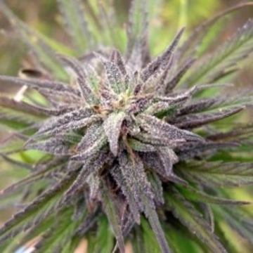 Purple Power Cannabisblüte – gewachsen aus Feminisierte Hanfsamen von Female Seeds