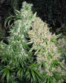 Skunk Special Cannabisblüte – gewachsen aus Feminisierte Hanfsamen von Female Seeds