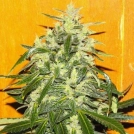 Tropical Ice Cannabisblüte – gewachsen aus Feminisierte Hanfsamen von Female Seeds