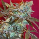 White Widow Cannabisblüte – gewachsen aus Feminisierte Hanfsamen von Female Seeds