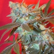 ICED Widow Cannabisblüte – gewachsen aus Feminisierte Hanfsamen von Female Seeds