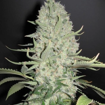 White Widow X Big Bud Cannabisblüte – gewachsen aus Feminisierte Hanfsamen von Female Seeds
