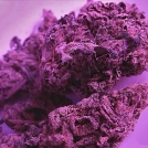 Swiss Skunk Cannabisblüte – gewachsen aus Feminisierte Hanfsamen von Feminised Seeds