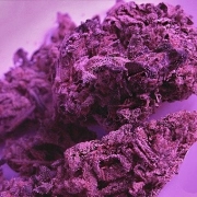 Swiss Skunk Cannabisblüte – gewachsen aus Feminisierte Hanfsamen von Feminised Seeds