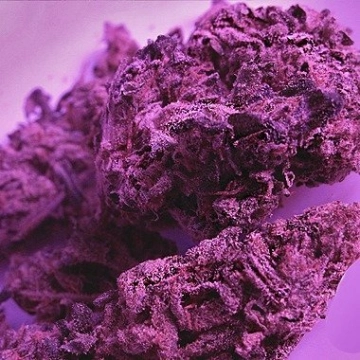 Swiss Skunk Cannabisblüte – gewachsen aus Feminisierte Hanfsamen von Feminised Seeds