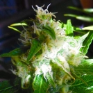Auto Mix Cannabisblüte – gewachsen aus Automatic Hanfsamen von Feminised Seeds
