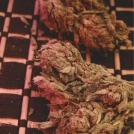 Big Bag Cannabisblüte – gewachsen aus Feminisierte Hanfsamen von Feminised Seeds