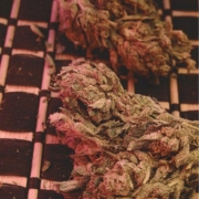 Big Bag Cannabisblüte – gewachsen aus Feminisierte Hanfsamen von Feminised Seeds