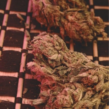 Big Bag Cannabisblüte – gewachsen aus Feminisierte Hanfsamen von Feminised Seeds