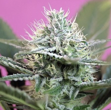 Blackberry Auto Cannabisblüte – gewachsen aus Automatic Hanfsamen von Feminised Seeds