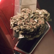 Blue Treacle Automatic – Tyrol Seeds – Autoflowering