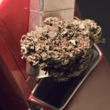 Blue Treacle Automatic Cannabisblüte – gewachsen aus Automatic Hanfsamen von Feminised Seeds