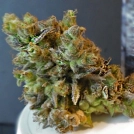 CBD Python Cannabisblüte – gewachsen aus Feminisierte Hanfsamen von Feminised Seeds